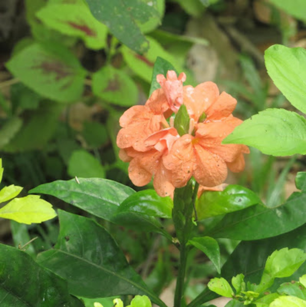 Meet your Posher, Niecy